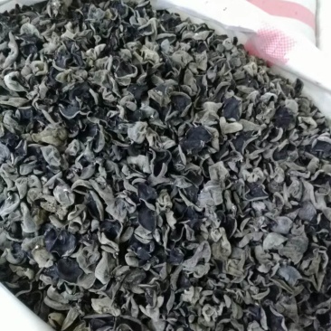 黑木耳碎木耳产地直发打卤包馅直接用秋木耳春耳