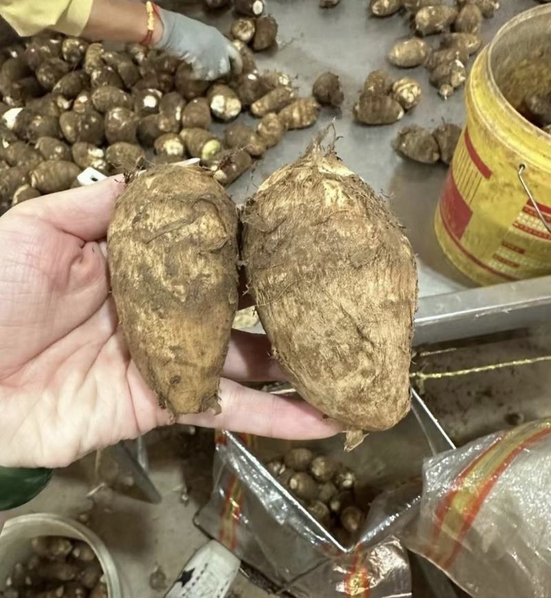 毛芋头产地供应一手货源对接市场电商
