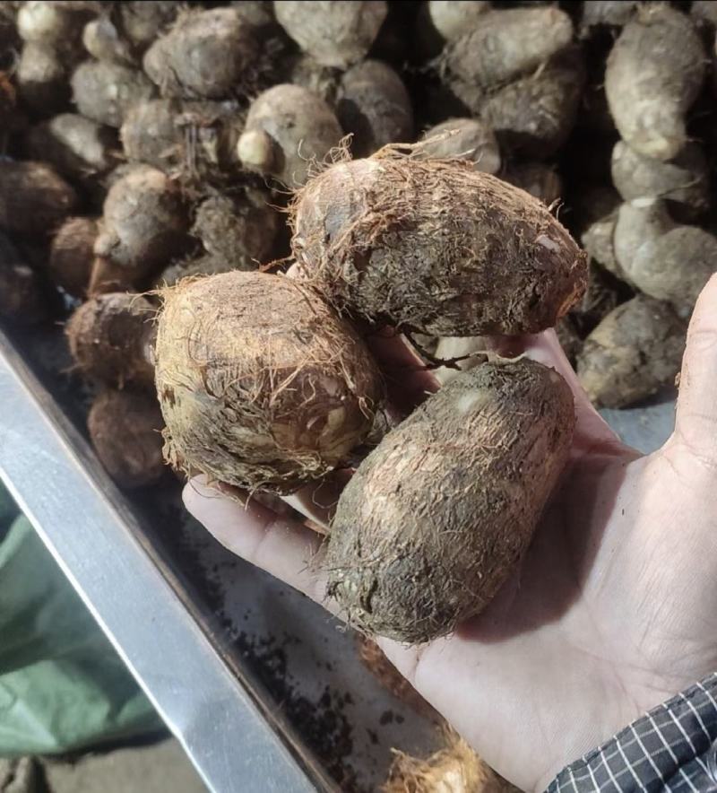 毛芋头产地供应一手货源对接市场电商