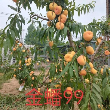 金蟠99桃树苗，基地直发，现挖苗发货，保证品种，保证成活