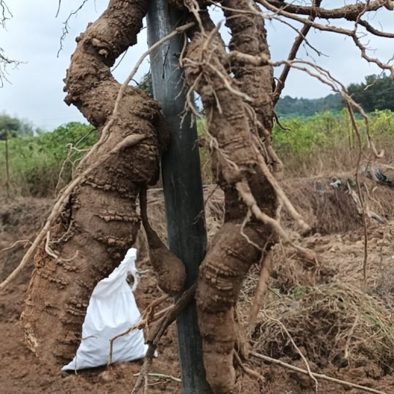 江西道地药材粉防己