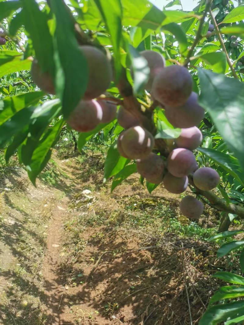 四川雅安汉源县高山脆红李产地直销品质保障欢迎各位老板咨询