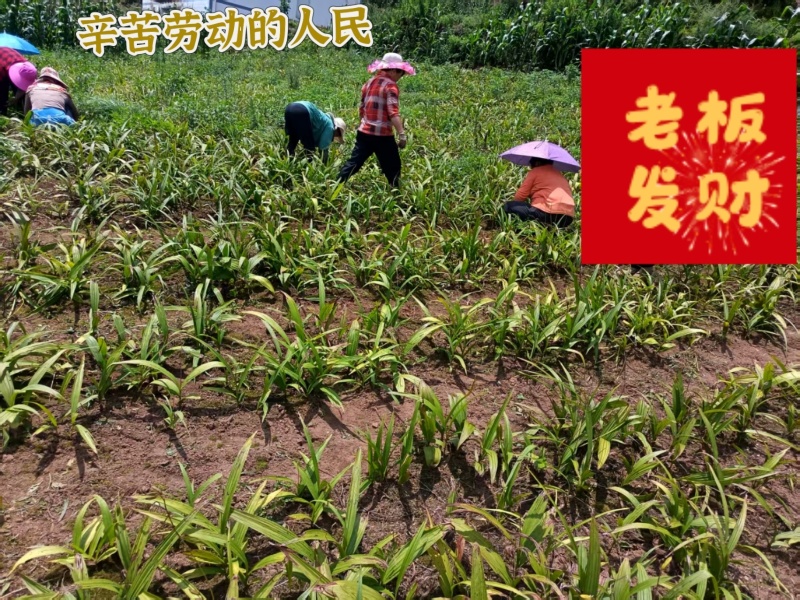优质紫花三叉白芨现货在售，新鲜采挖、无硫加