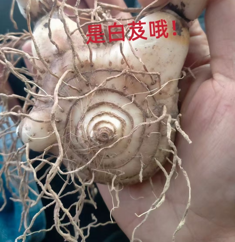 优质紫花三叉白芨现货在售，新鲜采挖、无硫加