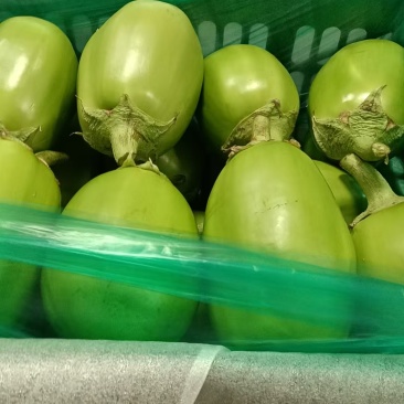 精品青茄万亩产地,保质保量诚信为本,对接全国!