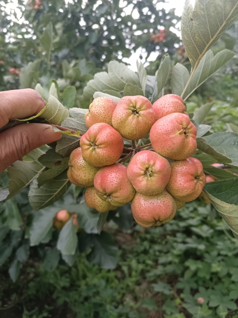 大棉球山楂马上开始了，保质保量物美价廉需要的赶紧联系我吧