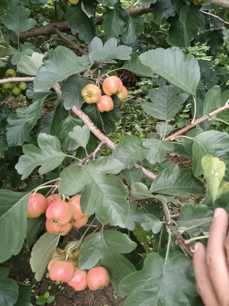 大棉球山楂马上开始了，保质保量物美价廉需要的赶紧联系我吧