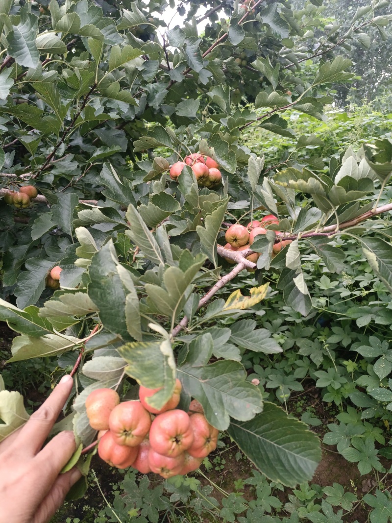 大棉球山楂马上开始了，保质保量物美价廉需要的赶紧联系我吧