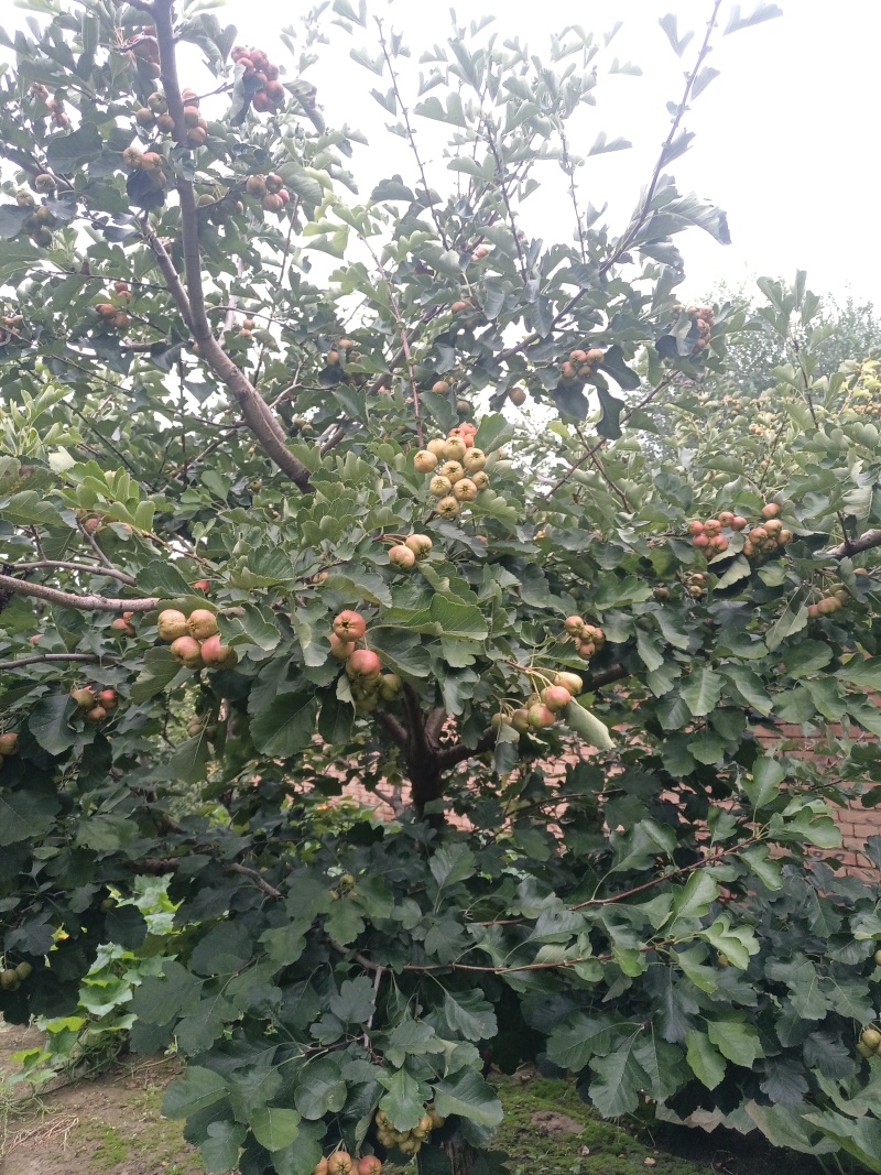 大棉球山楂马上开始了，保质保量物美价廉需要的赶紧联系我吧