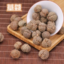 正宗草蔻草豆蔻草寇仁老寇草寇粉炖肉卤肉香料草寇煲汤袋装包