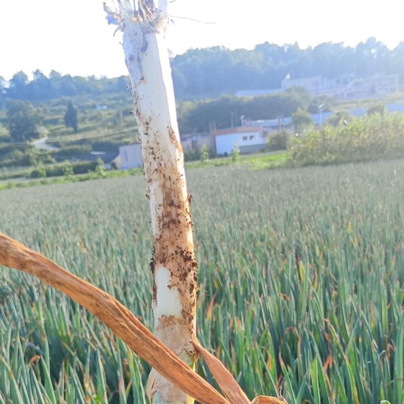 大葱价格便宜