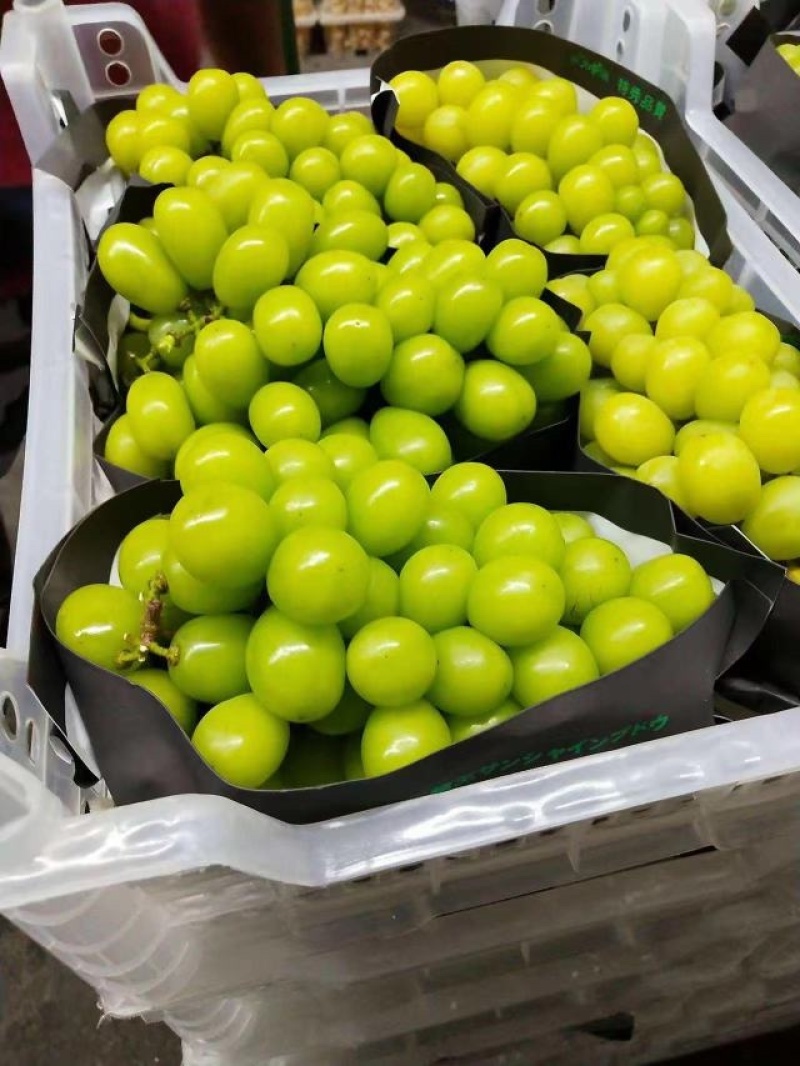 售后无忧阳光玫瑰发货快质量好价格低欢迎咨询