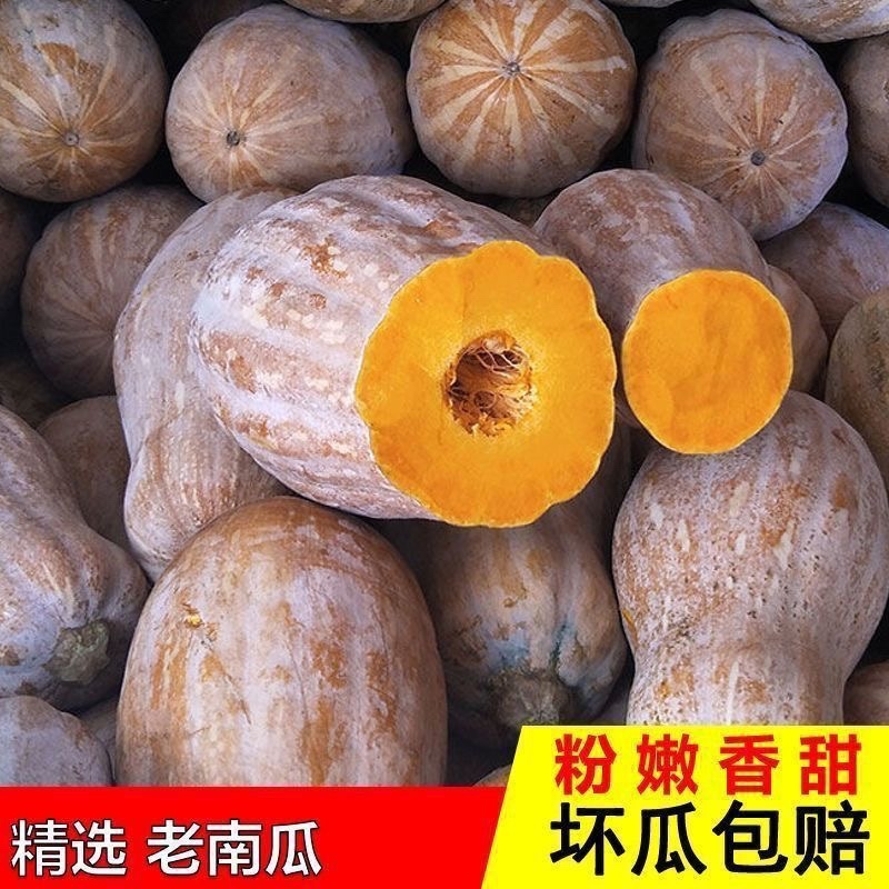 贵州露天南瓜