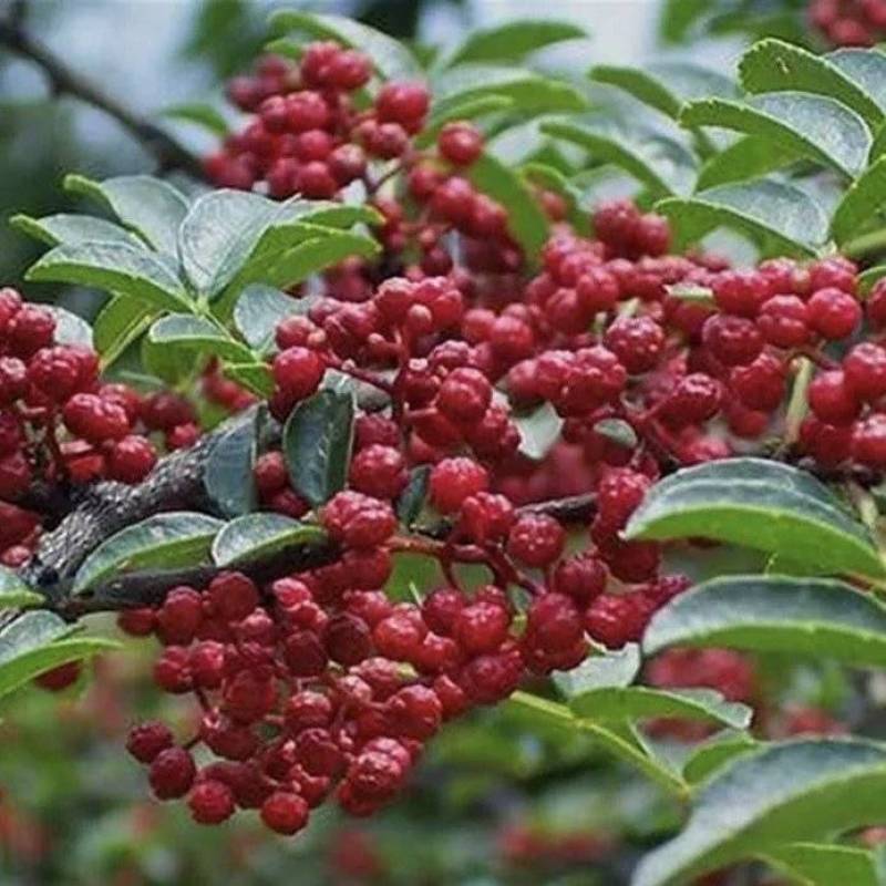 大红袍花椒鲜货大量有货基地直供现摘现发可视频看货欢迎来电