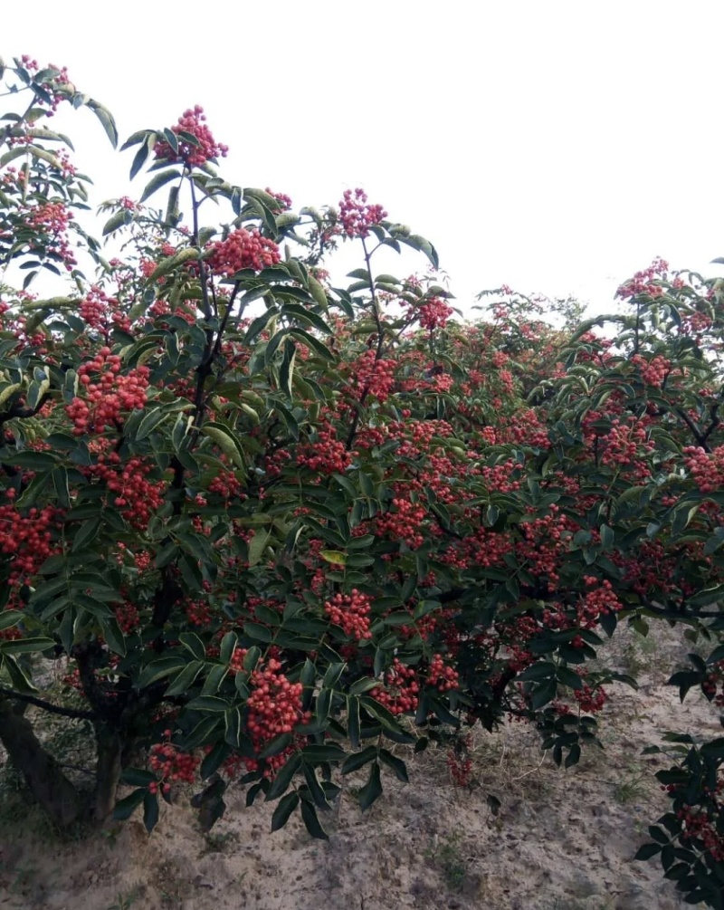 大红袍花椒鲜货大量有货基地直供现摘现发可视频看货欢迎来电