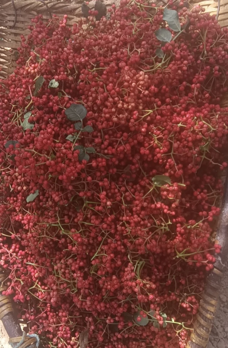 大红袍花椒鲜货大量有货基地直供现摘现发可视频看货欢迎来电