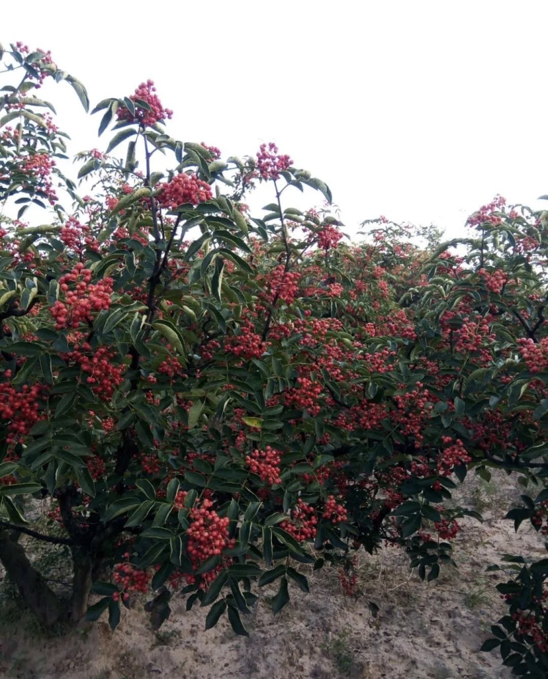 大红袍花椒鲜货大量有货基地直供现摘现发可视频看货欢迎来电