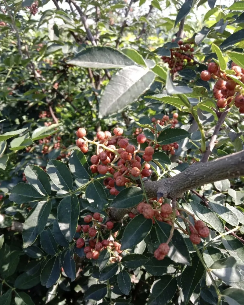 大红袍花椒鲜货大量有货基地直供现摘现发可视频看货欢迎来电