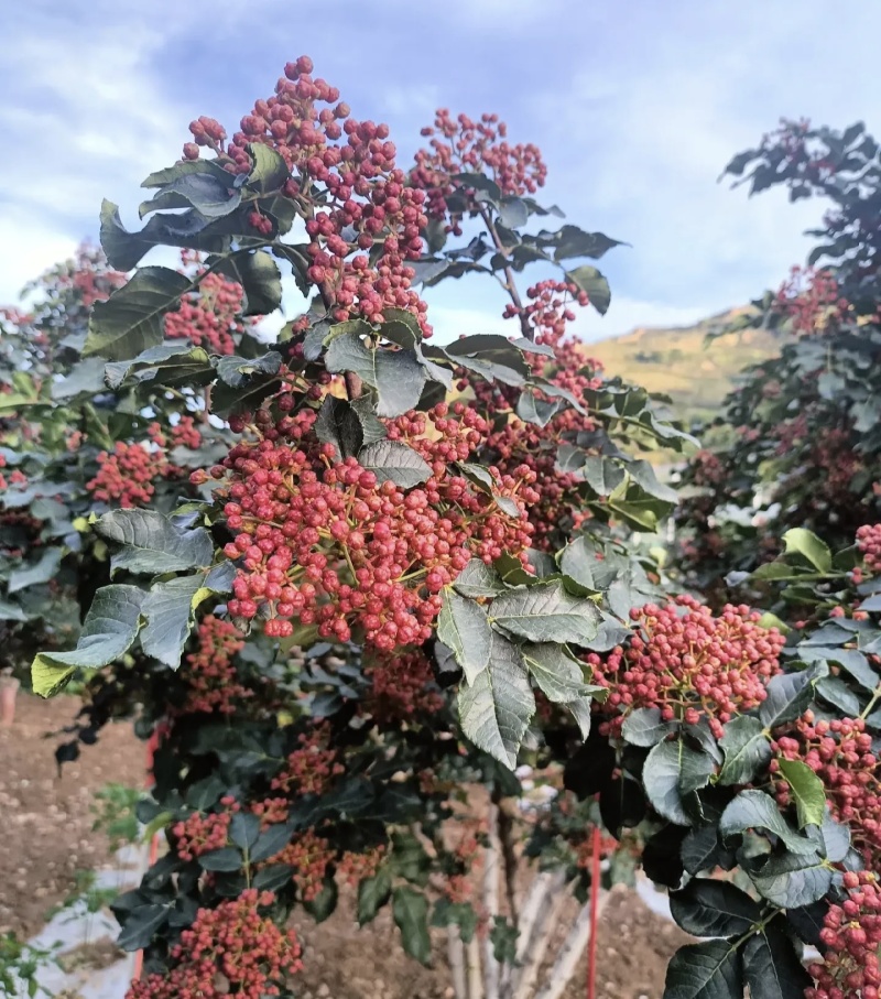 大红袍花椒鲜货大量有货基地直供现摘现发可视频看货欢迎来电