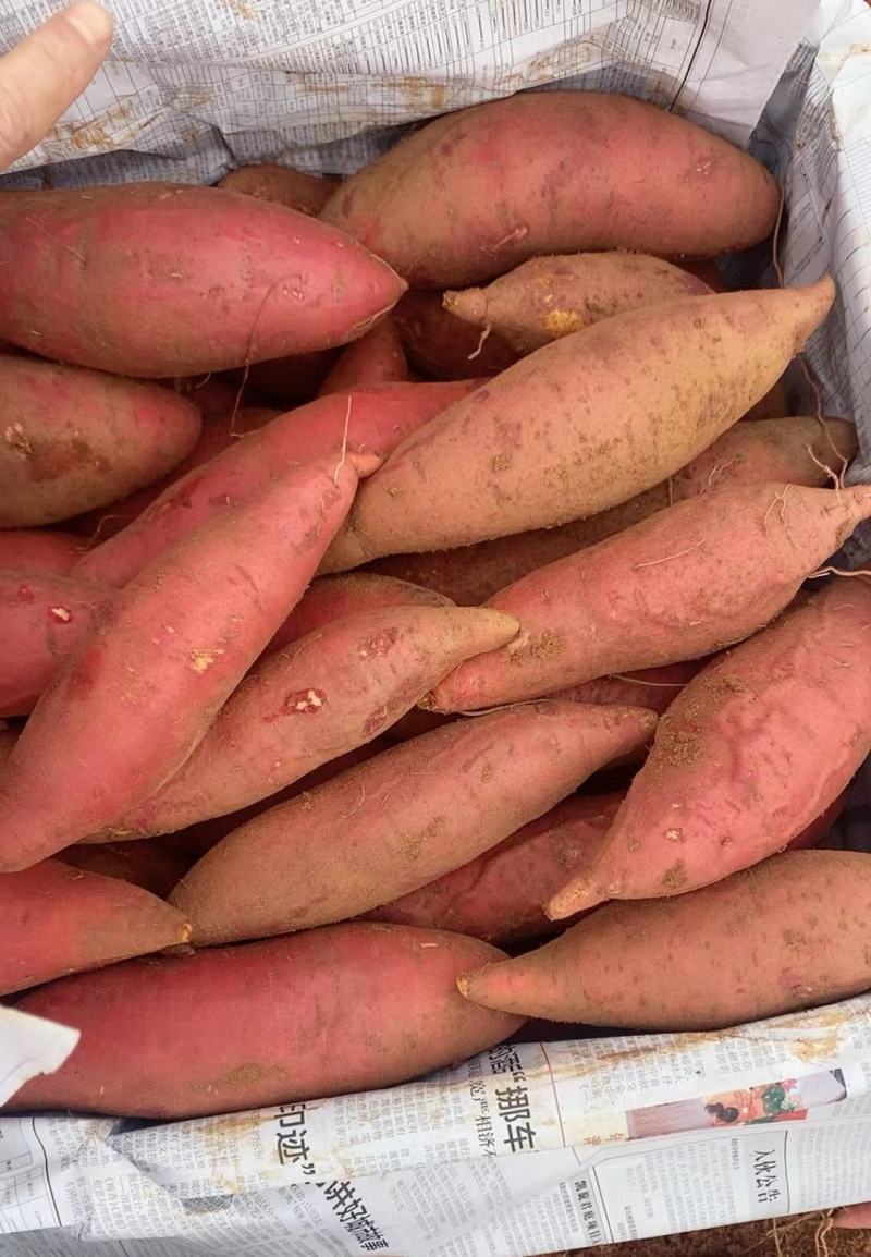 【热卖】开封红薯，河南红薯，种植基地，个大均匀，保证保量