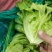 精品意大利生菜基地直发货源稳定可视频看货