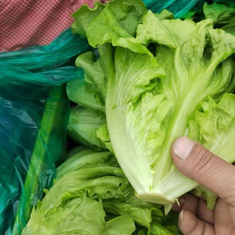 精品意大利生菜基地直发货源稳定可视频看货