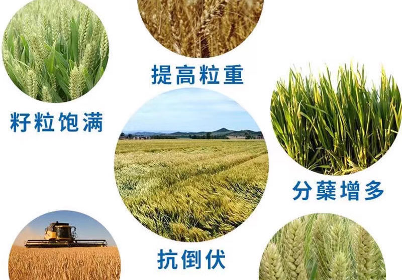 二铵搭配秸秆催熟抗冻钾秸秆还田修复土壤替代钾肥正品保证