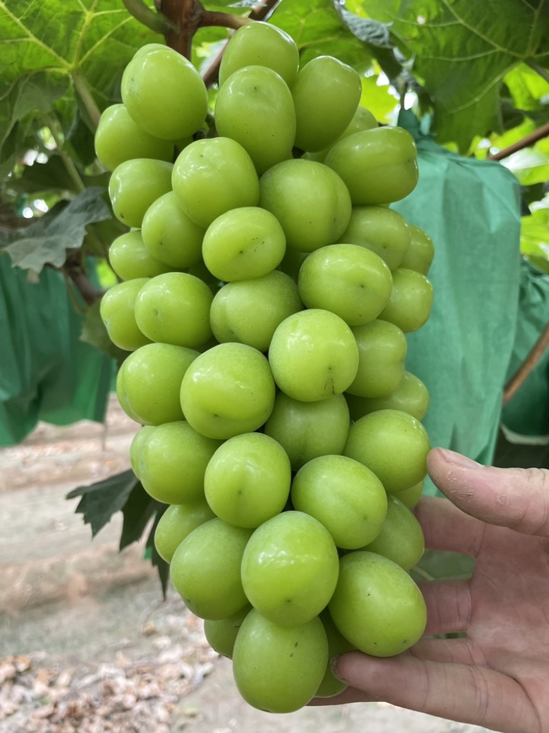阳光玫瑰大颗粒大串大颗粒
