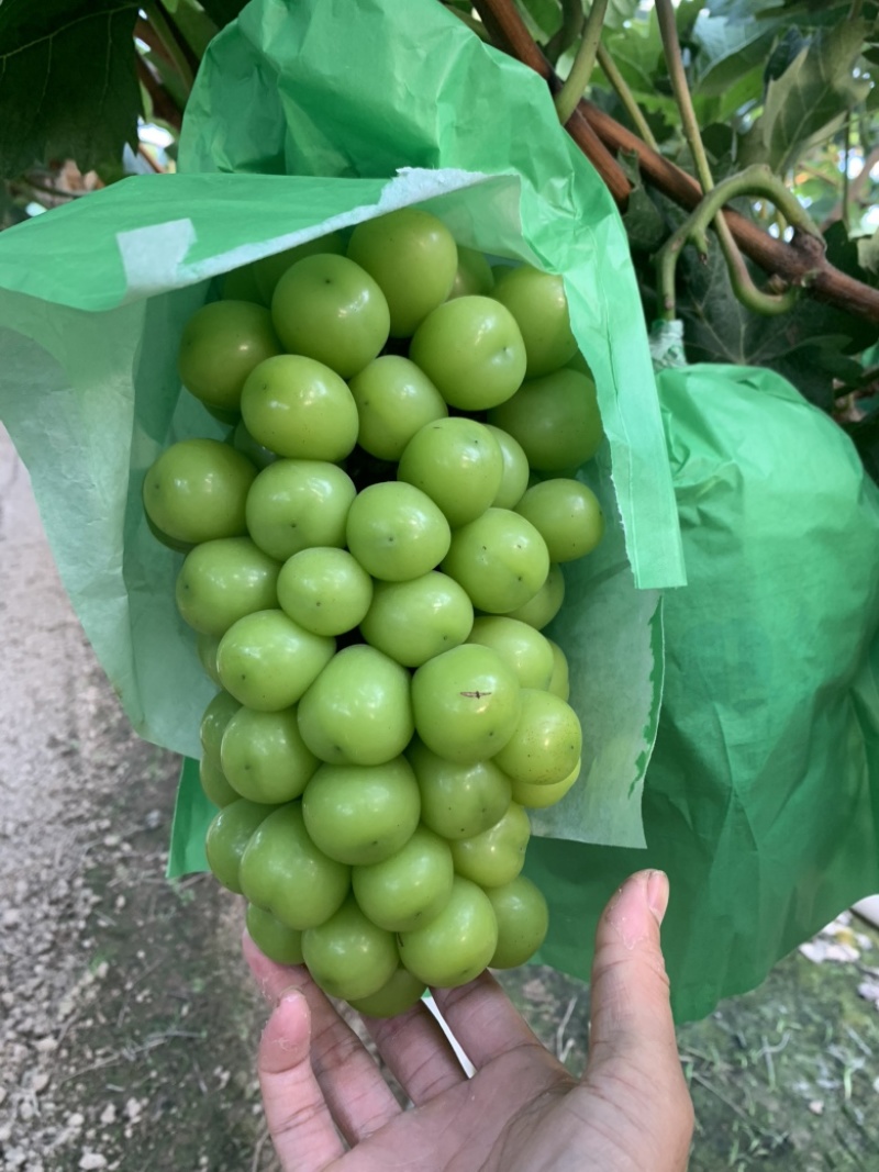 阳光玫瑰大颗粒大串大颗粒
