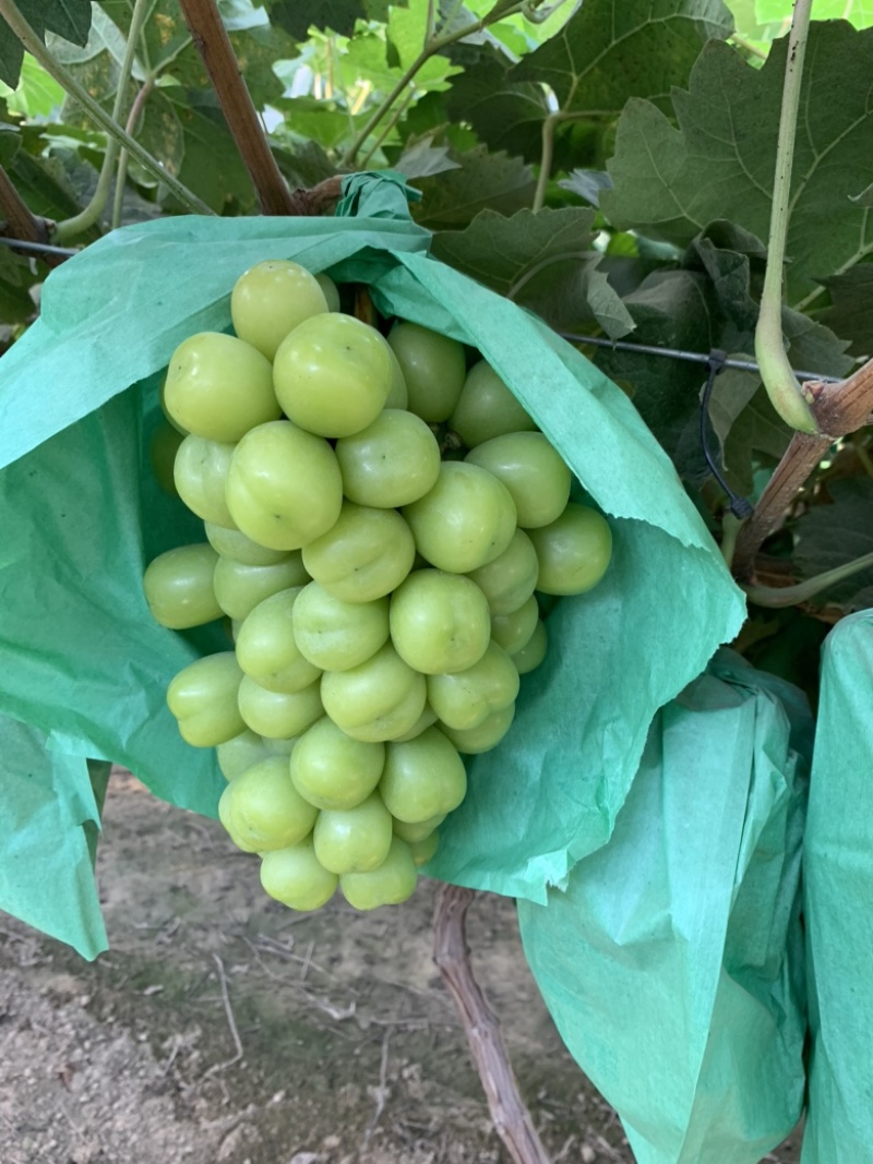 阳光玫瑰大颗粒大串大颗粒