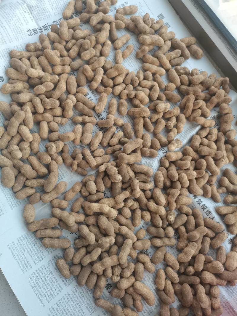 2025当季天府3号花生