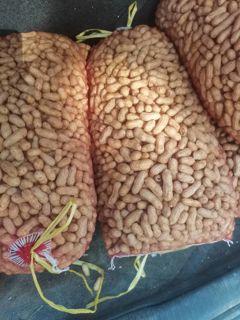 2025当季天府3号花生