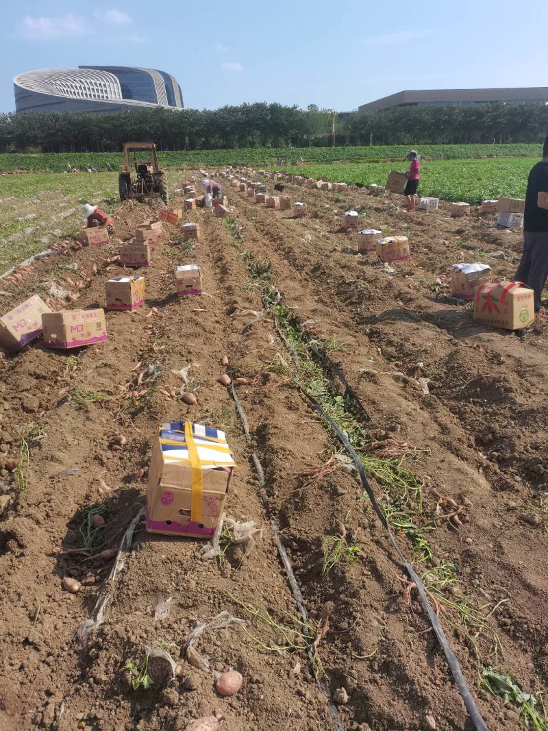 2025年黄心黄皮大土豆新鲜农家当季蔬菜批发马铃薯