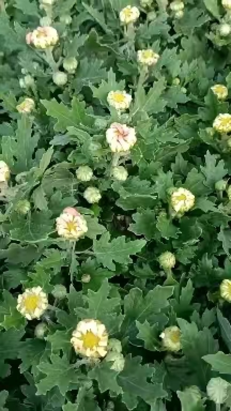 国庆菊