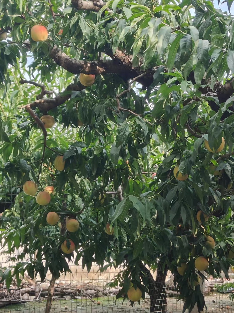 青州蜜桃【核心产区】，一件，代办