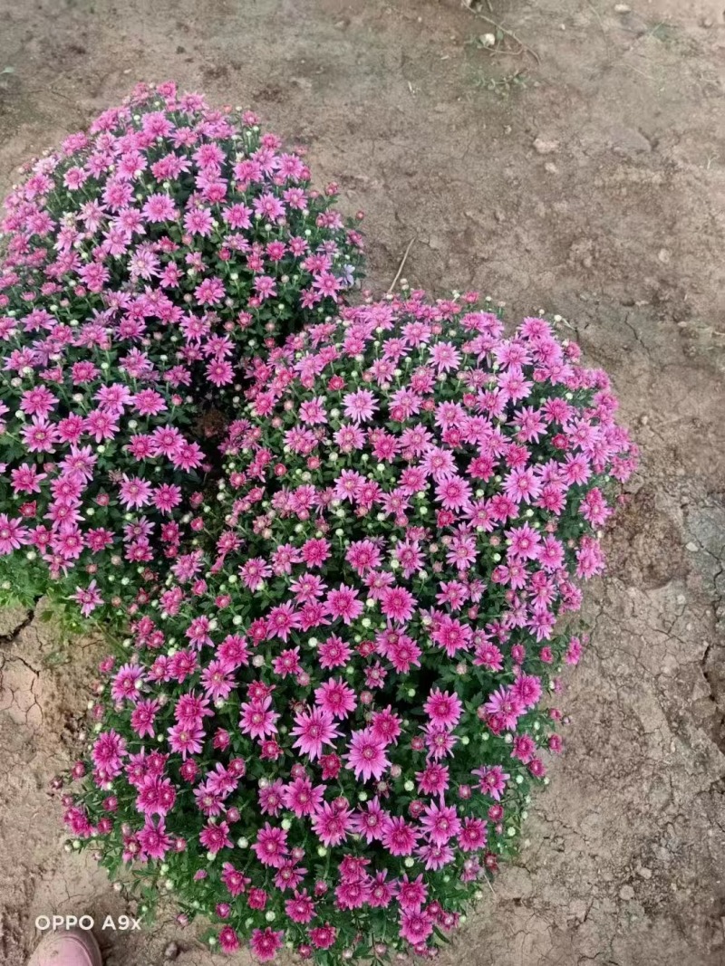 国庆菊