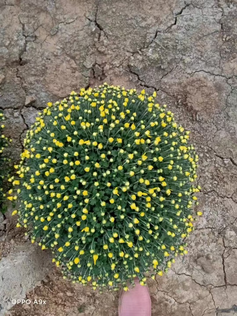 国庆菊