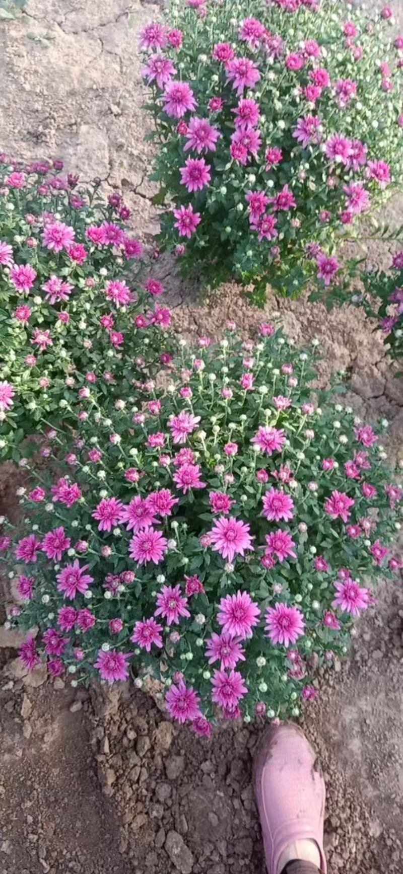 国庆菊