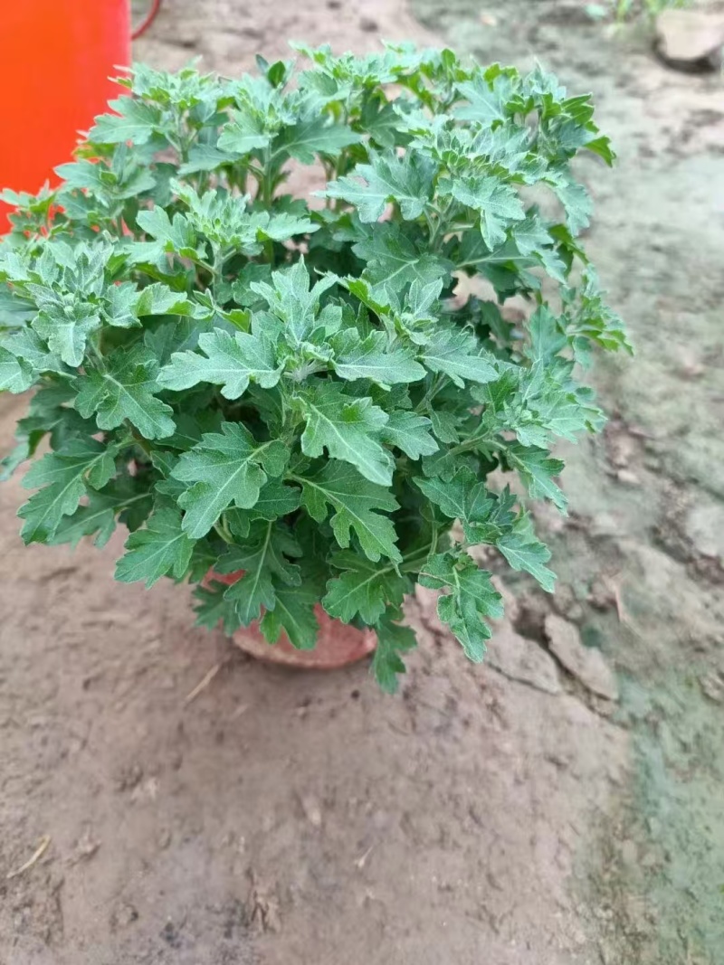 国庆菊