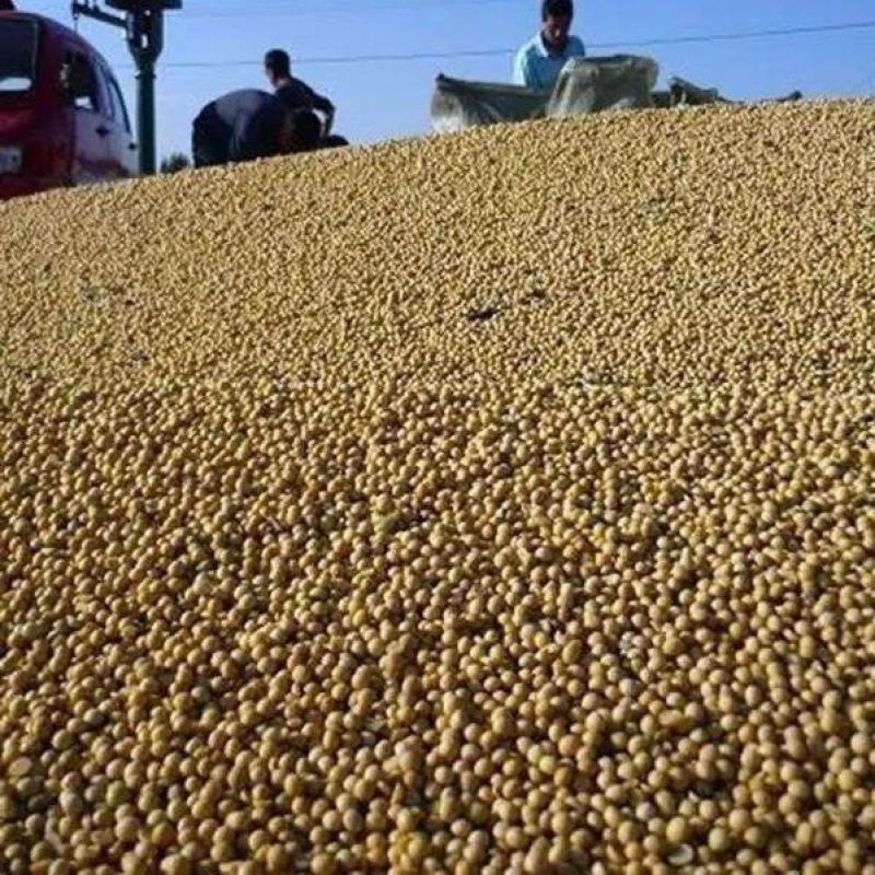 黄豆大豆全国发货无霉变无坏颗粒质量保证送货上门