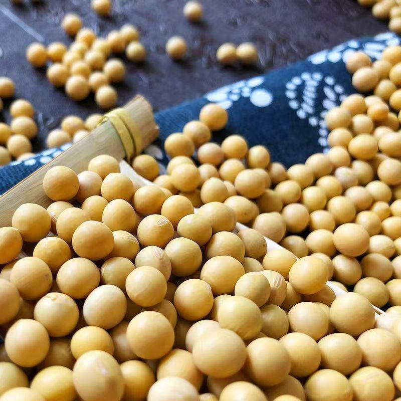 黄豆大豆全国发货无霉变无坏颗粒质量保证送货上门