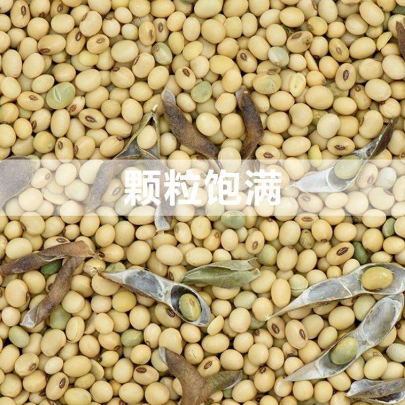 黄豆大豆全国发货无霉变无坏颗粒质量保证送货上门