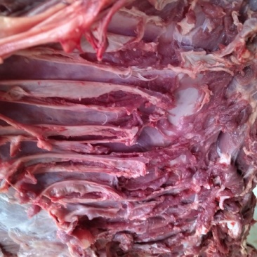 乳牛肉，狗粮