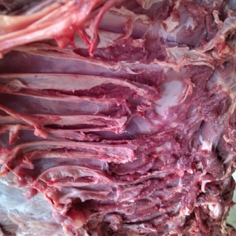 乳牛肉，狗粮