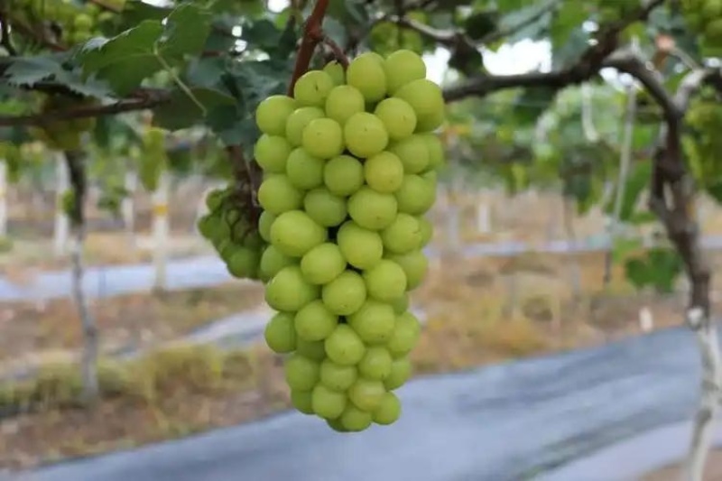 阳光玫瑰葡萄，陕西阳光玫瑰葡萄，渭南市大荔县阳光玫瑰葡萄