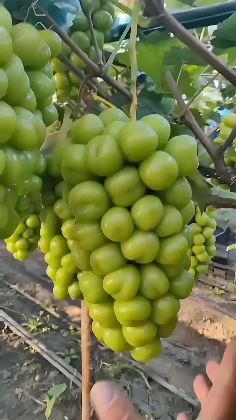 阳光玫瑰葡萄，陕西阳光玫瑰葡萄，渭南市大荔县阳光玫瑰葡萄
