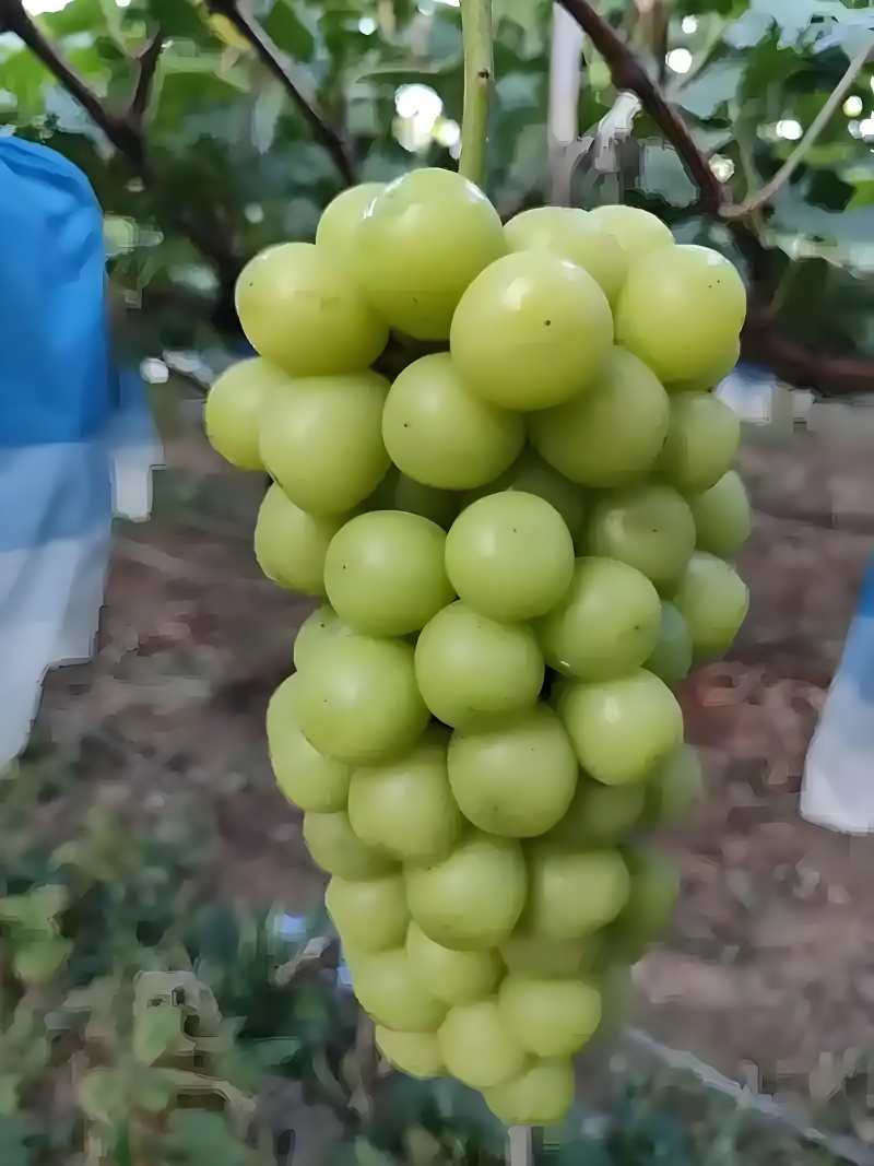 阳光玫瑰葡萄，陕西阳光玫瑰葡萄，渭南市大荔县阳光玫瑰葡萄