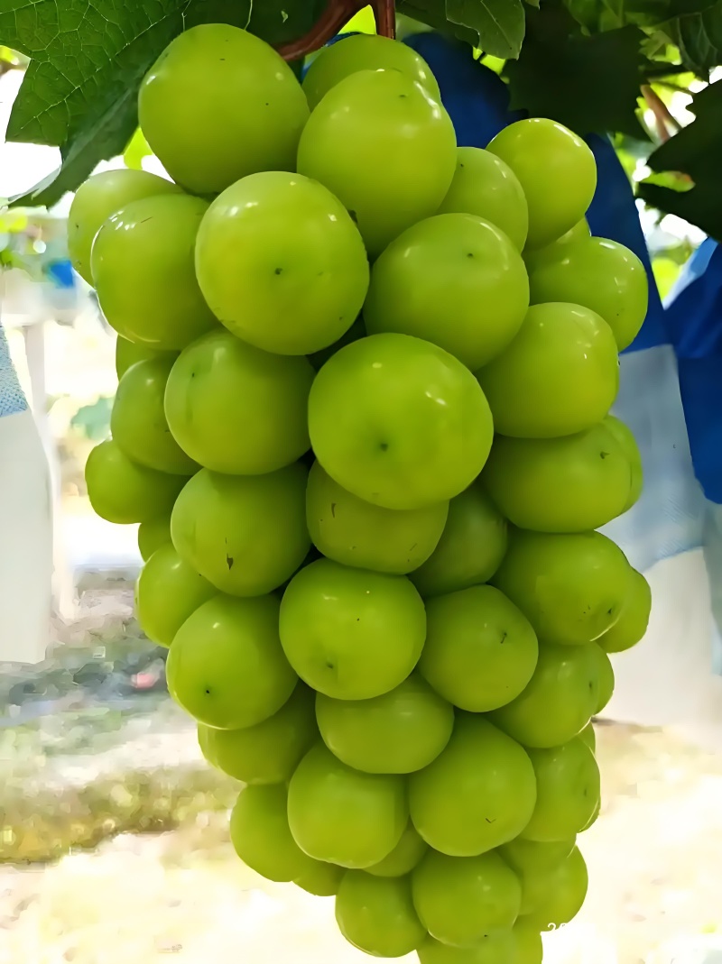阳光玫瑰葡萄，陕西阳光玫瑰葡萄，渭南市大荔县阳光玫瑰葡萄