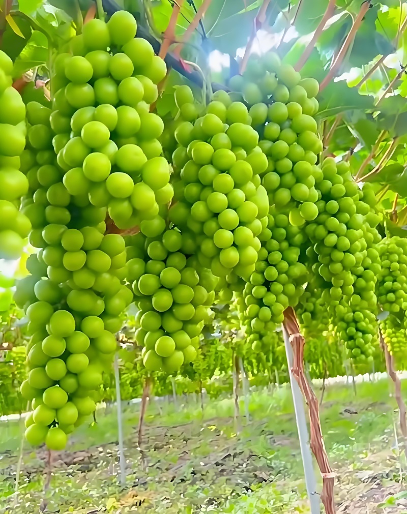 阳光玫瑰葡萄，陕西阳光玫瑰葡萄，渭南市大荔县阳光玫瑰葡萄