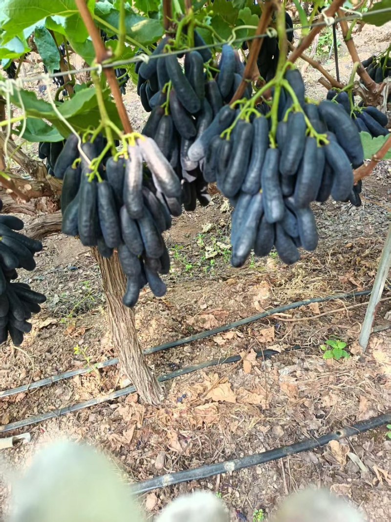 需要蓝宝石的老板联系大量供应产区直发